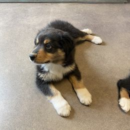Australian Shepherd Puppies from Rocky Mountain Aussies