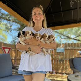 Cavalier King Charles Spaniel Puppies from SHANNON'S CAVALIERS