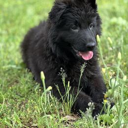 German Shepherd Puppies from Vom Hausgladfel