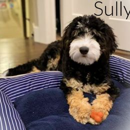 Sully  - Bernedoodle