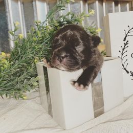 French Bulldog Puppies from Creekside