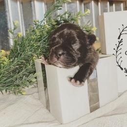 French Bulldog Puppies from Creekside