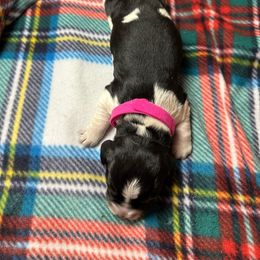Holly - Black white and tan English Springer Spaniel puppy in Belton, South Carolina from High Point Springers