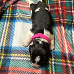 Holly - Black white and tan English Springer Spaniel puppy in Belton, South Carolina from High Point Springers
