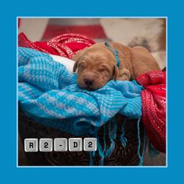 R2D2 - Dark golden male Golden Retriever puppy in Driggs, Idaho from SK Golden Retrievers