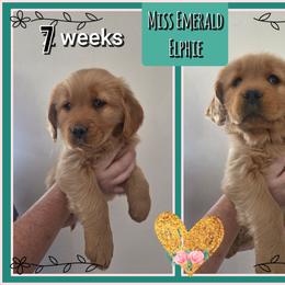 Elphaba (Elphie) - Dark golden female Golden Retriever puppy in Driggs, Idaho from SK Golden Retrievers