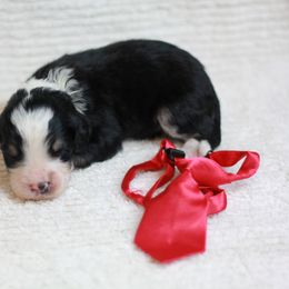Boy 1 - Bernedoodle puppy in Riverdale, Utah from La Di Da Doodles