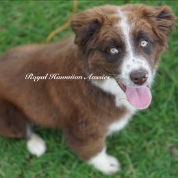 Darwin - Red & white Miniature American Shepherd puppy in Kamuela On The Big Island, Hawaii from Royal Hawaiian Aussies LLC