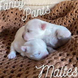 Maltese Puppies from Jerrilynn Harrison