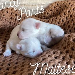 Maltese Puppies from Jerrilynn Harrison