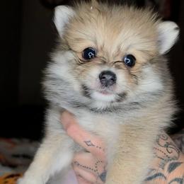 Cookie - Beaver sable female Pomeranian puppy in Newport News, Virginia from Itty Bitty Poms