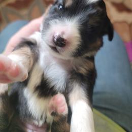 Penny - Black tri-color female Australian Shepherd puppy in Trout Run, Pennsylvania from Rose Valley Aussies