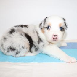 Aronia - Blue merle female Australian Shepherd puppy in Colorado from Firestone Australian Shepherds
