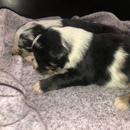 Australian Shepherd Puppies from Powell’s Australian Shepherds