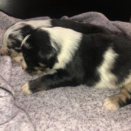 Australian Shepherd Puppies from Powell’s Australian Shepherds