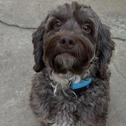 Curtis - Cockapoo