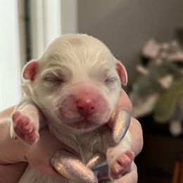 Orange - White female Coton de Tulear puppy in Sun Prairie, Wisconsin from Firebird Show Dogs