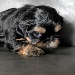 Gigi - Black and tan female Shih Tzu puppy in Port Huron, Michigan from Shih Tzu Cottage