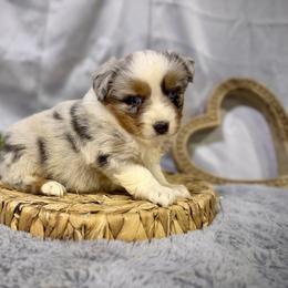 Tessa - Blue merle female Miniature American Shepherd puppy in Clinton, Missouri from Mockingbirds American Minis