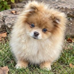 Peppercorn - Lavender male Pomeranian puppy in Buck Valley, Pennsylvania from Buck Valley Pomeranians