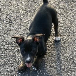 Black and white tuxedo - Black and white female Teddy Roosevelt Terrier puppy in Russellville, Kentucky from Mud-E Acres Kennel