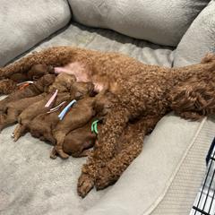 Poodle Puppies from Segovia Pups