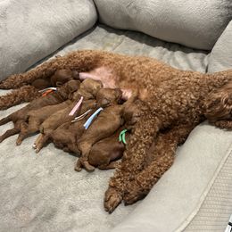 Poodle Puppies from Segovia Pups