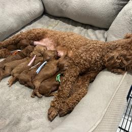 Poodle Puppies from Segovia Pups