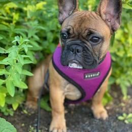 French Bulldog Puppies from Legend French Bulldogs