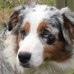 Laney - Australian Shepherd