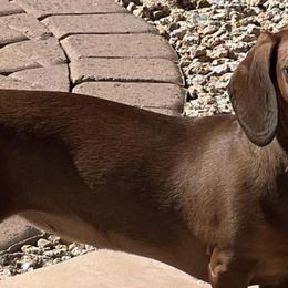 Dachshunds from AZ DESERT DACHSHUNDS