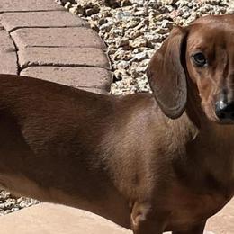 Dachshunds from AZ DESERT DACHSHUNDS