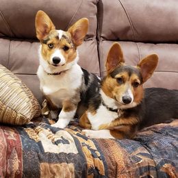 American Corgis and Pembroke Welsh Corgis from Barks Farms Corgis