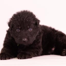 Green Collar - Black male German Shepherd puppy in Plumas Lake, California from Zwinger Vom Greifjäger
