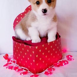 American Corgi and Pembroke Welsh Corgi Puppies from Whimsical Treasure Corgis