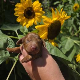 Reba - Red female Dachshund puppy in Otisville, Michigan from Green Thumb Farms