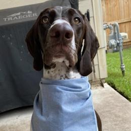 German Shorthaired Pointers from Texas Bay Area Pointers