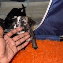 Shorkie Puppies from Sharlena Henderson