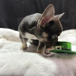 Teddy - Tricolors male French Bulldog puppy in Minco, Oklahoma from Findley’s Furbabies