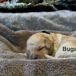 Bugatti - Apricot male Goldendoodle puppy in Sanderson, Florida from Serenity Goldendoodles