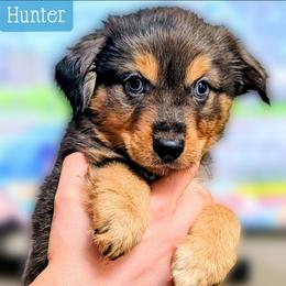 Hunter - Blue merle male Miniature Australian Shepherd puppy in Punta Gorda, Florida from Christie's Creekside Aussies