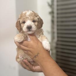 Spanky - Apricot male Poodle puppy in Hemet, California from Vallevistadoodles