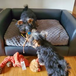 Yorkshire Terrier Puppies from Yorkie Puppies Redwood Ranch Chicago