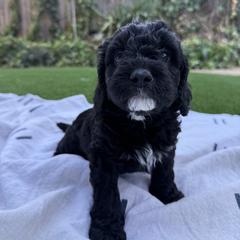 Boy 4 - male Australian Mountain Doodle puppy in Fullerton, California from Emerald Creek Doodles