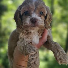 Light Pink Female - Buff and white female Cockapoo puppy in Mocksville, North Carolina from Hunting Creek Farms
