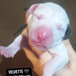 Velvette (Black Collar Female) - White and liver brown female Dalmatian puppy in Raymondville, Missouri from Wagner's Dalmatian's