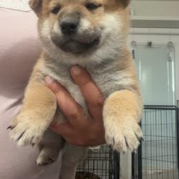 Kota-happiness red collar - Red male Shiba Inu puppy in Lehigh Acres, Florida from SWFL Happy Dogs