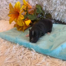 Male 1 - Black and white male Pomsky puppy in Bucyrus, Missouri from Hill Top Pomskies