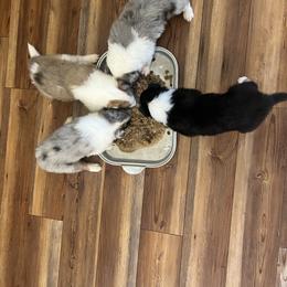 Collie Puppies from Jolly Collies