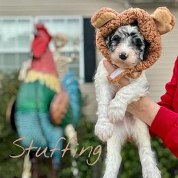 Stuffing - Parti male Goldendoodle puppy in Mocksville, North Carolina from Little Bear Doodles